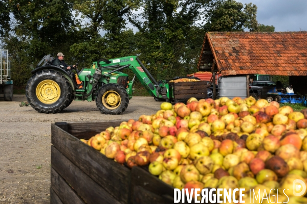 AOP Cidre Cotentin