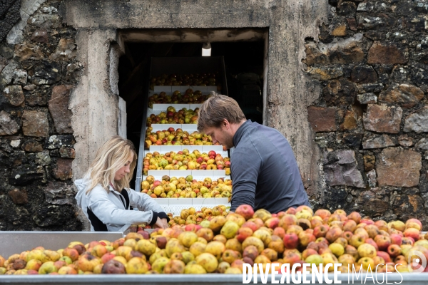 AOP Cidre Cotentin