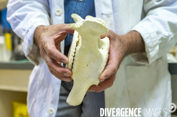 Le squelette de l orque de la Seine est décharné au Muséum national d Histoire naturelle.