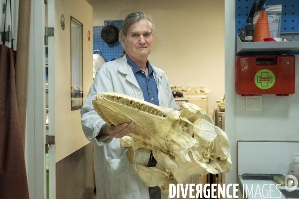 Le squelette de l orque de la Seine est décharné au Muséum national d Histoire naturelle.