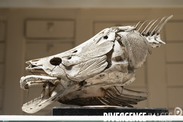 Le squelette de l orque de la Seine est décharné au Muséum national d Histoire naturelle.