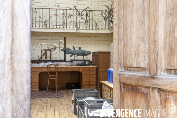 Le squelette de l orque de la Seine est décharné au Muséum national d Histoire naturelle.