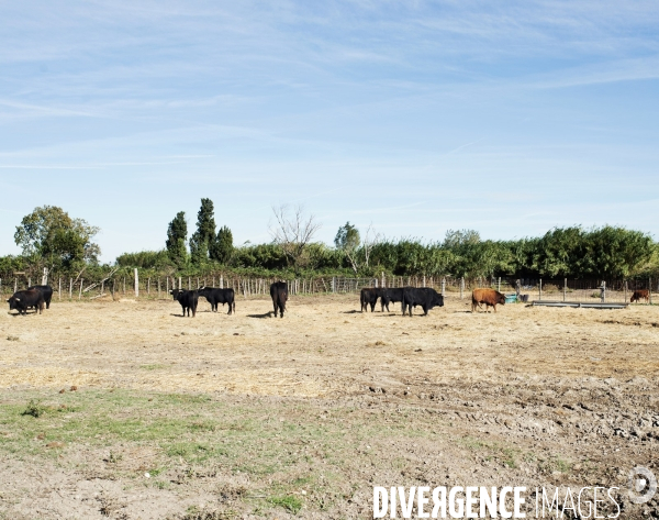 Centre français de tauromachie