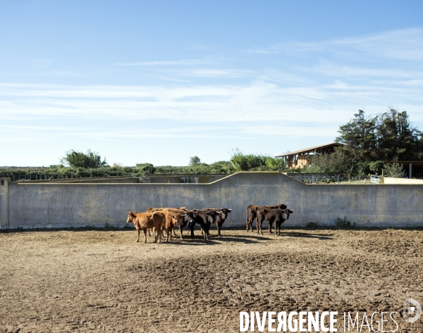 Centre français de tauromachie