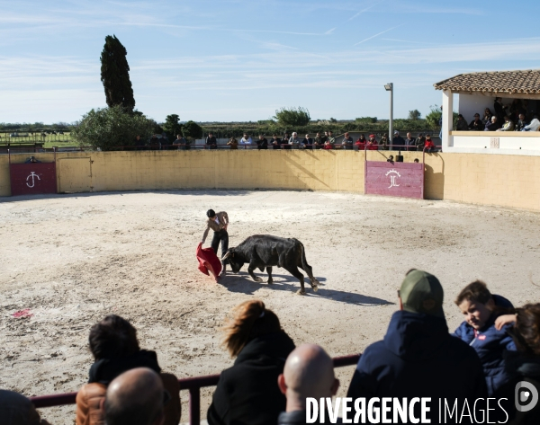 Centre français de tauromachie