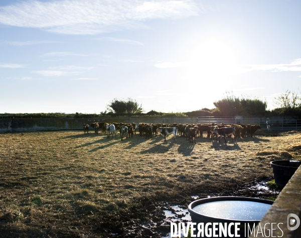 Centre français de tauromachie