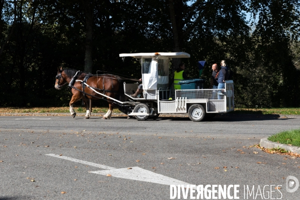 Cheval territorial à Hennebont