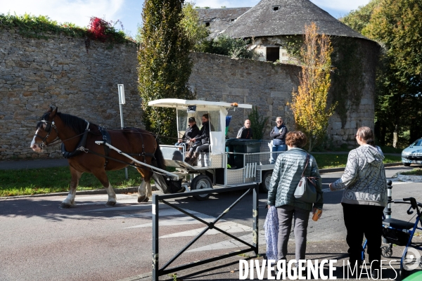 Cheval territorial à Hennebont