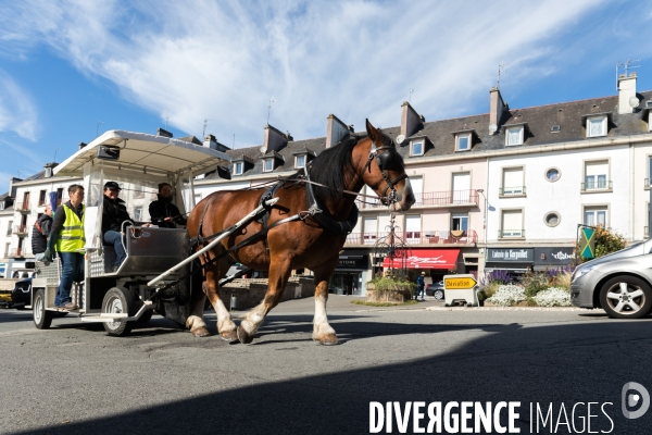 Cheval territorial à Hennebont