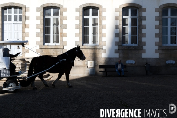 Cheval territorial à Hennebont