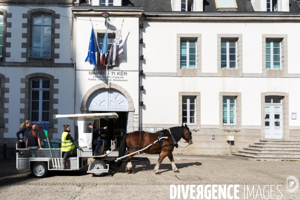 Cheval territorial à Hennebont