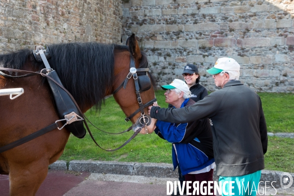 Cheval territorial à Hennebont