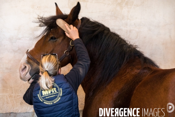 Cheval territorial à Hennebont