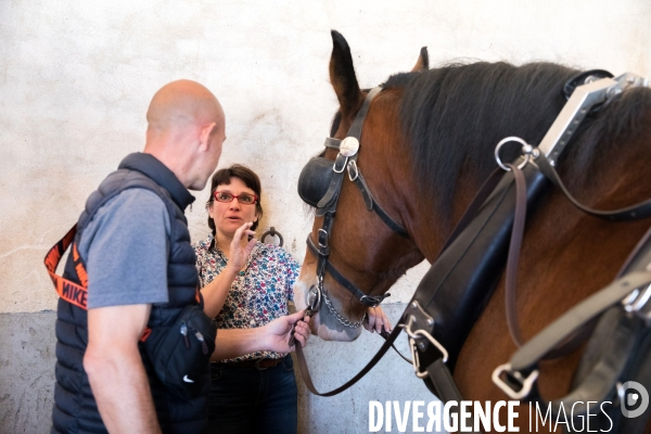 Cheval territorial à Hennebont