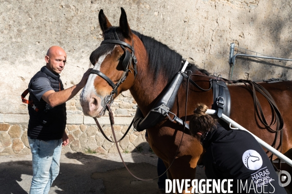 Cheval territorial à Hennebont