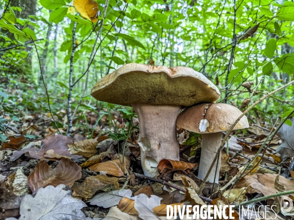 Cueillette des champignons dans la Nièvre