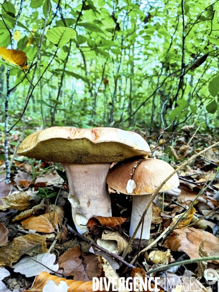 Cueillette des champignons dans la Nièvre
