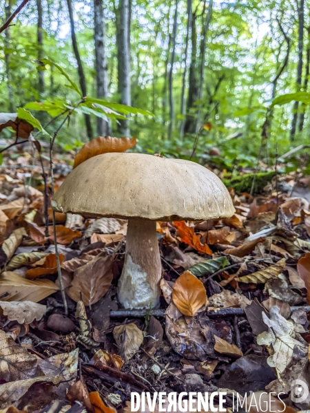 Cueillette des champignons dans la Nièvre
