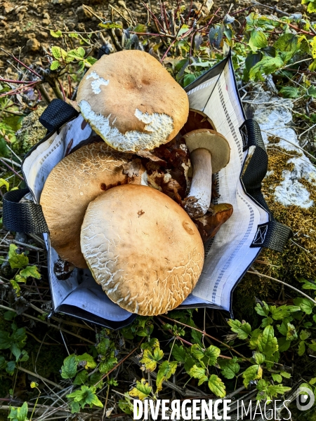 Cueillette des champignons dans la Nièvre