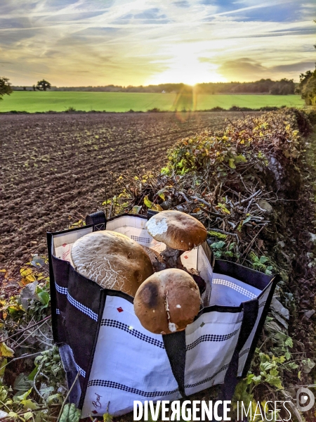 Cueillette des champignons dans la Nièvre