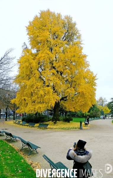 Le ginko et la jeune fille japonaise