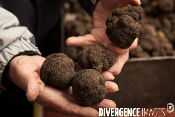 La truffe