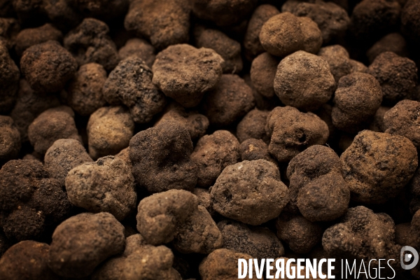 La truffe