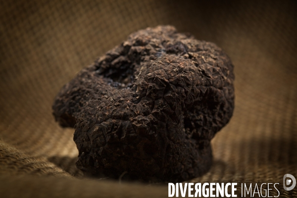 La truffe