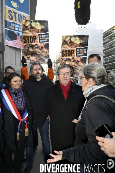Broyage des poussins : L214 dénonce la trahison du gouvernement