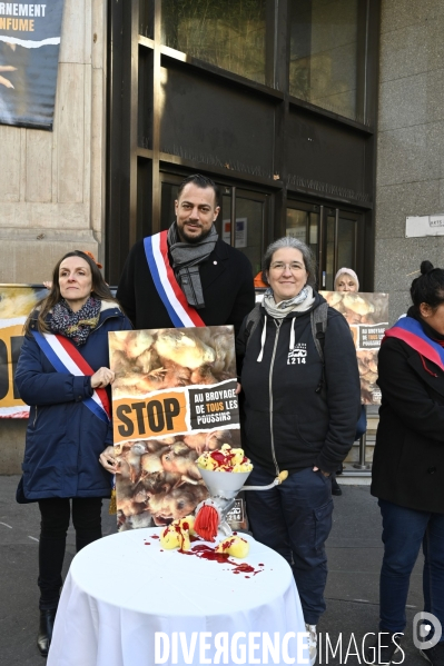 Broyage des poussins : L214 dénonce la trahison du gouvernement