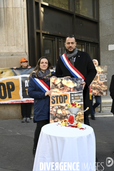 Broyage des poussins : L214 dénonce la trahison du gouvernement