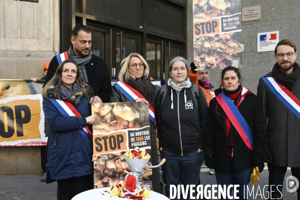 Broyage des poussins : L214 dénonce la trahison du gouvernement