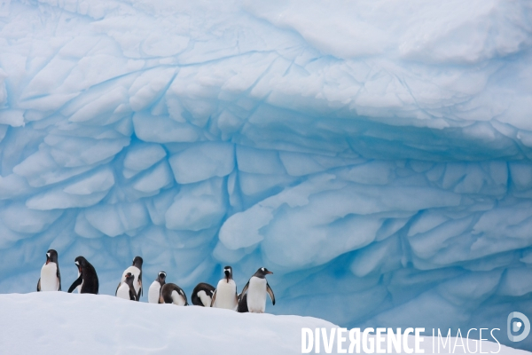 Biodiversité menacée d Antarctique