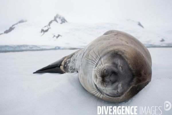 Biodiversité menacée d Antarctique