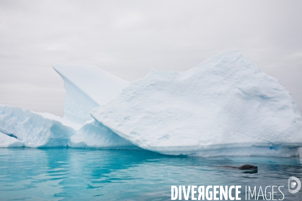 Biodiversité menacée d Antarctique