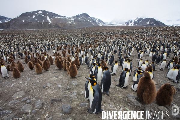 Biodiversité menacée d Antarctique