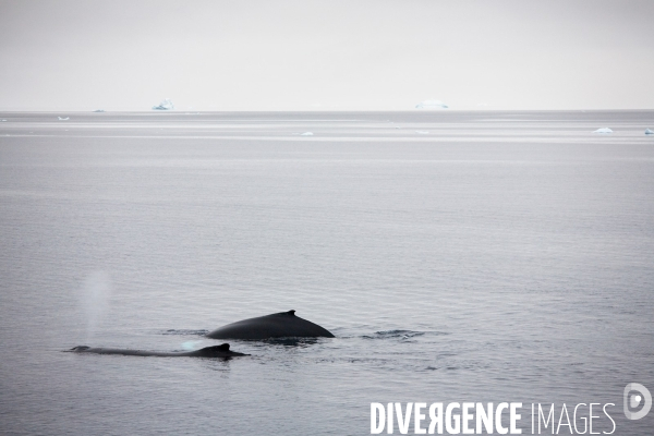 Biodiversité menacée d Antarctique