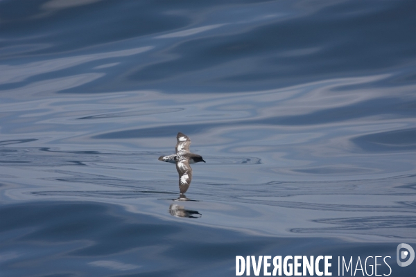 Biodiversité menacée d Antarctique