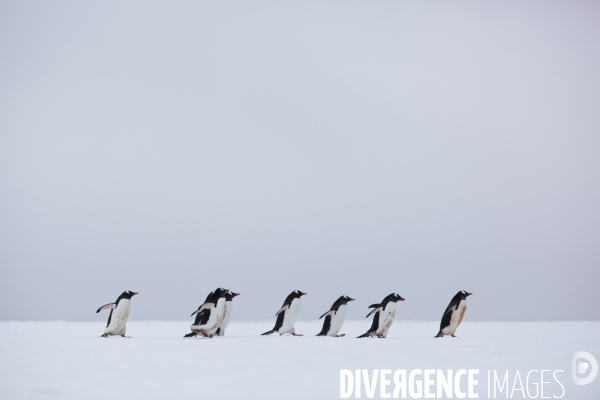 Biodiversité menacée d Antarctique