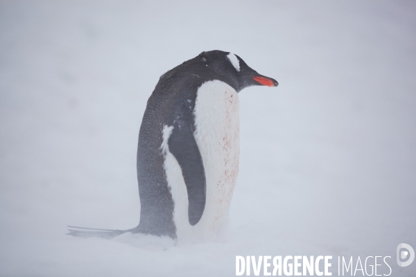 Biodiversité menacée d Antarctique