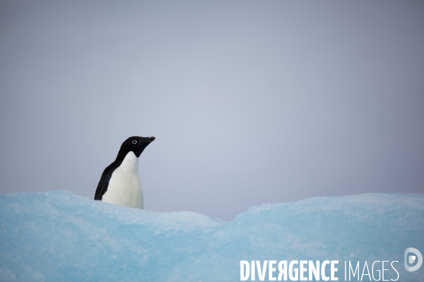 Biodiversité menacée d Antarctique