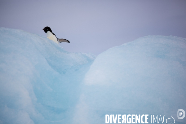 Biodiversité menacée d Antarctique