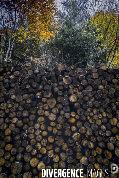 I Wood Survive #1