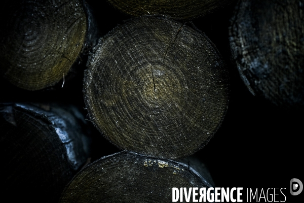 I Wood Survive #1