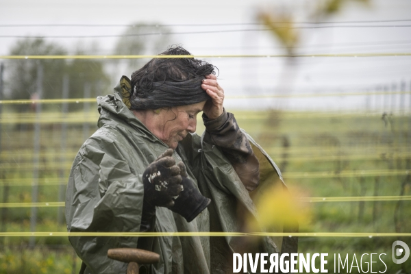 Vignobles associatifs et coopératifs belges: un outil de cohésion sociale.