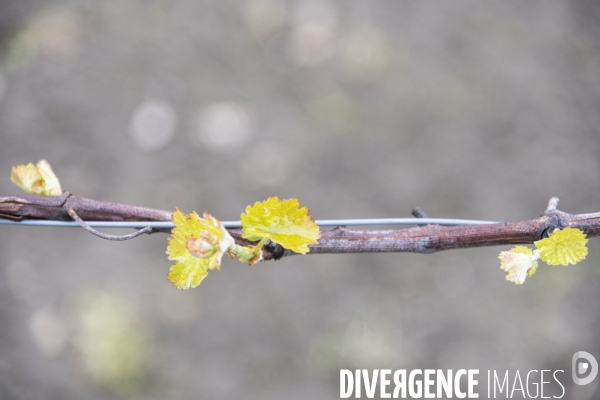 Vignobles associatifs et coopératifs belges: un outil de cohésion sociale.