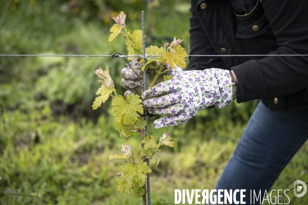 Vignobles associatifs et coopératifs belges: un outil de cohésion sociale.