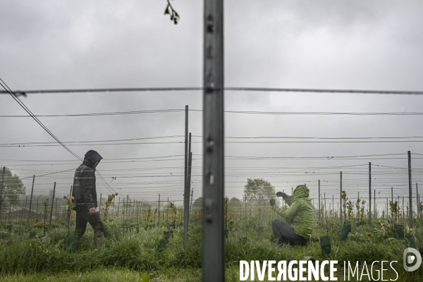 Vignobles associatifs et coopératifs belges: un outil de cohésion sociale.