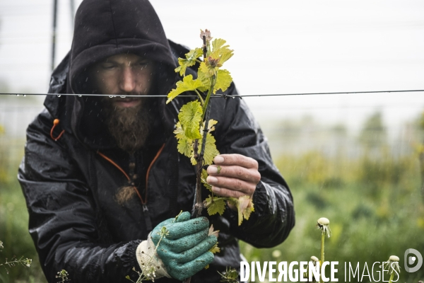 Vignobles associatifs et coopératifs belges: un outil de cohésion sociale.