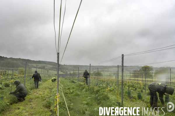 Vignobles associatifs et coopératifs belges: un outil de cohésion sociale.